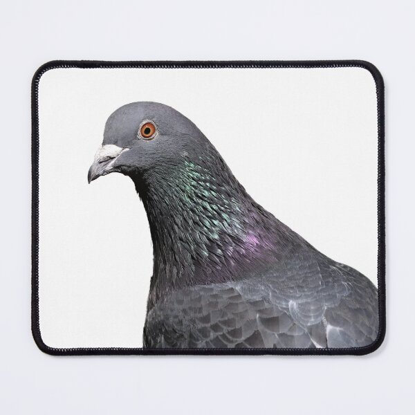 Item preview, City Guardian: A Close-up Portrait of a Rock Dove Looking into the Camera designed and sold by hendrikspix.