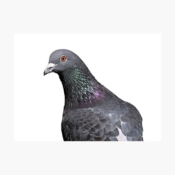 Artikelvorschau, City Guardian: A Close-up Portrait of a Rock Dove Looking into the Camera entworfen und verkauft von hendrikspix.