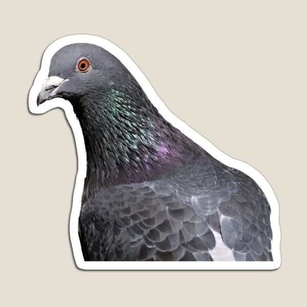 Item preview, City Guardian: A Close-up Portrait of a Rock Dove Looking into the Camera designed and sold by hendrikspix.