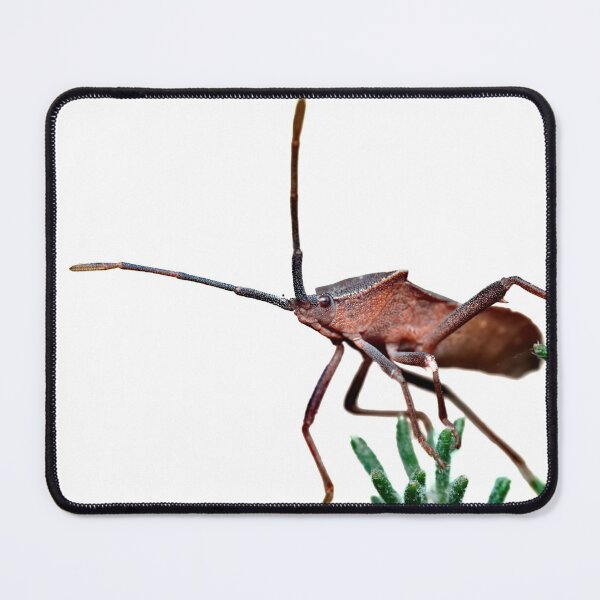 Item preview, Nature's Armor: A Close-up Portrait of a Shield Bug on a Plant designed and sold by hendrikspix.