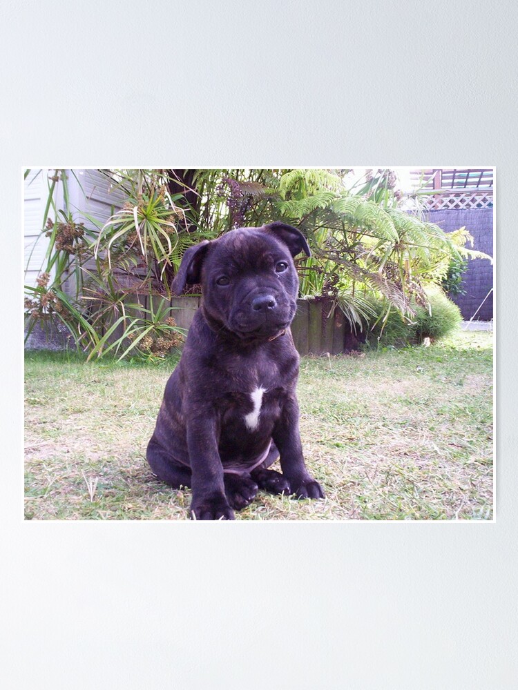 staffordshire bull terrier puppy