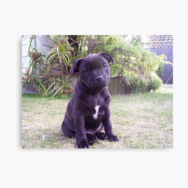 staffordshire bull terrier puppy Metal Print