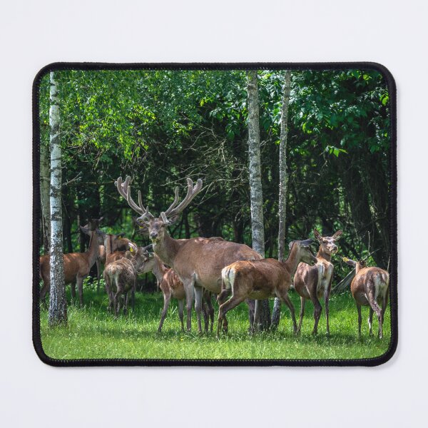 Item preview, A majestic red deer grazing in a meadow in summer designed and sold by AlbertMi.