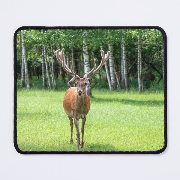 Item preview, A majestic red deer grazing in a meadow in summer designed and sold by AlbertMi.