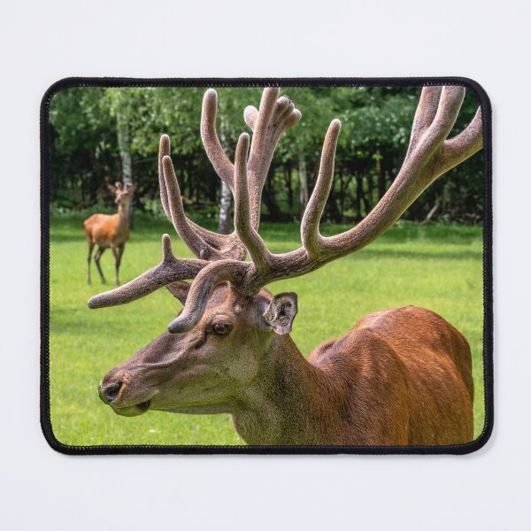 Item preview, Portrait of a majestic red deer designed and sold by AlbertMi.