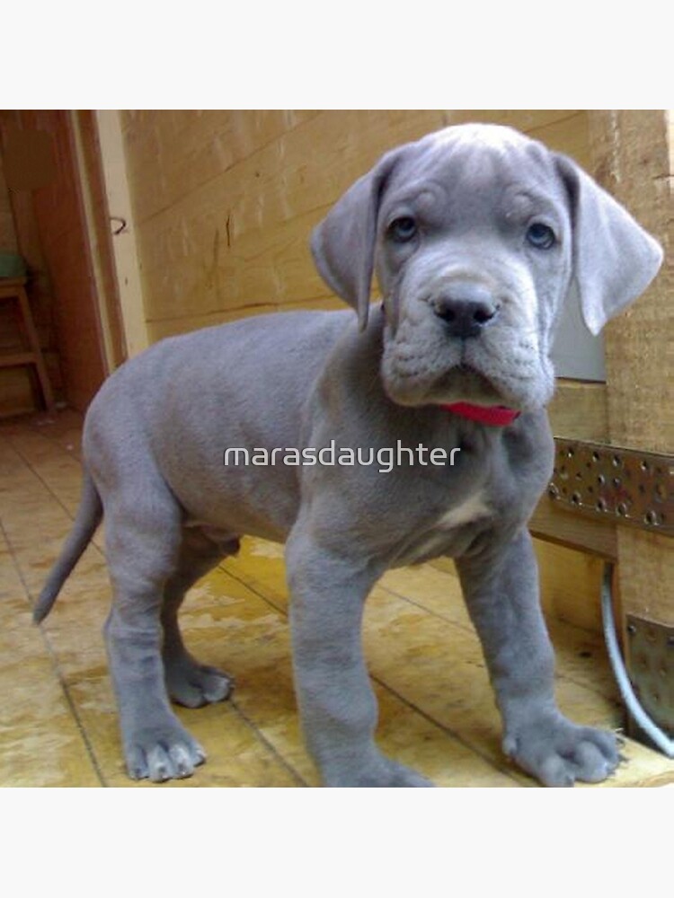 pictures of blue great danes