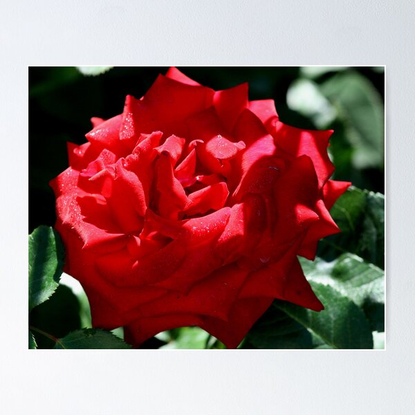 Item preview, Rose designed and sold by Debra LINKEVICS.