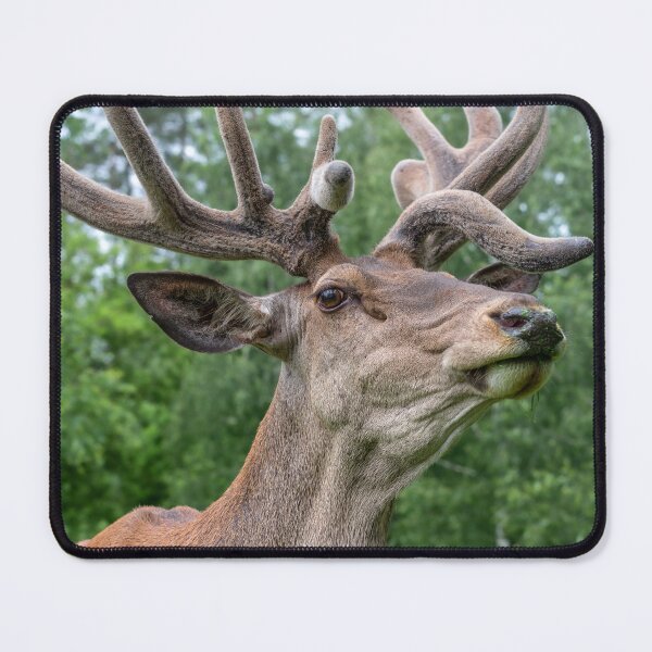 Item preview, Portrait of a majestic red deer designed and sold by AlbertMi.