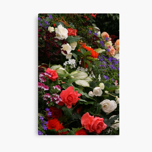 Begonia's Canvas Print
