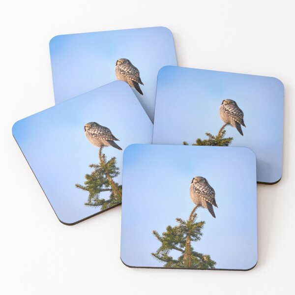 Item preview, In the glorious sunshine. Northern hawk-owl designed and sold by Jouko Lehto Photography.