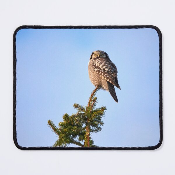 Item preview, In the glorious sunshine. Northern hawk-owl designed and sold by Jouko Lehto Photography.