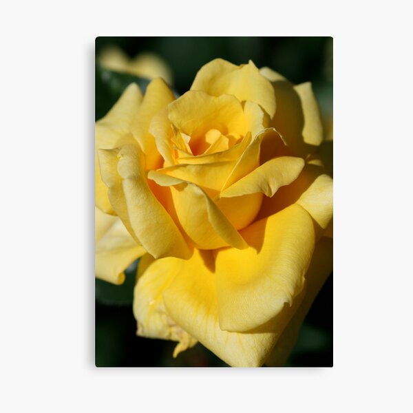 Rose Canvas Print