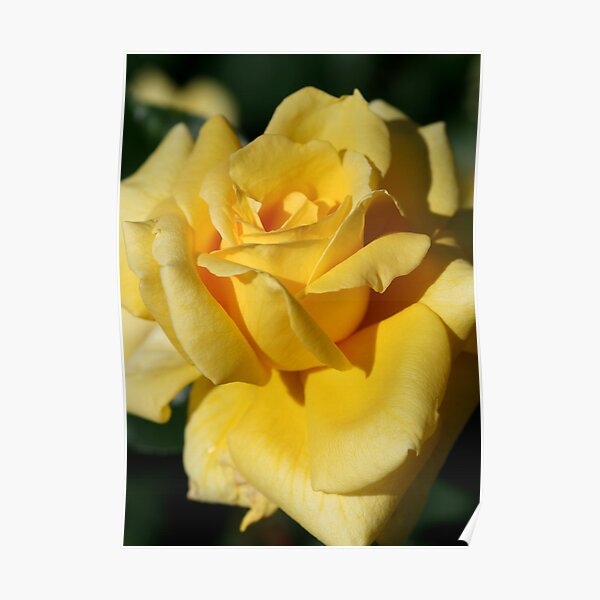 Rose Poster