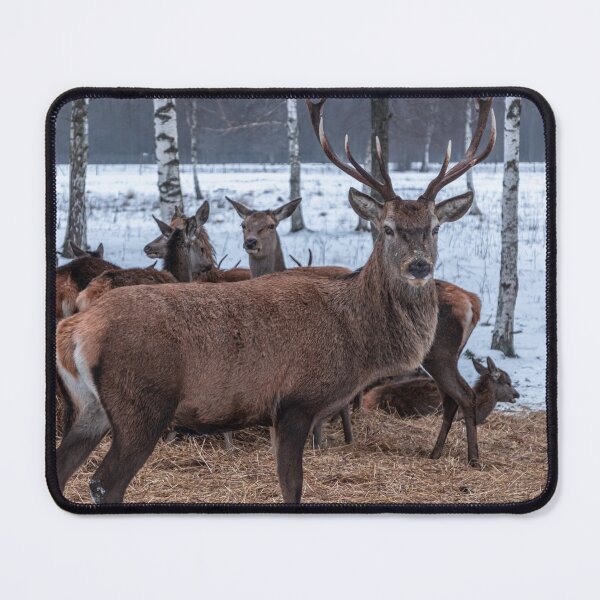 Item preview, Majestic red deer in winter designed and sold by AlbertMi.