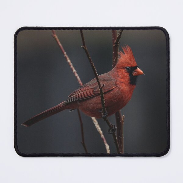 Item preview, Perched Cardinal designed and sold by ramiromarquez.