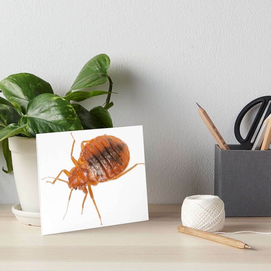 Item preview, Art Board Print designed and sold by Insectland.