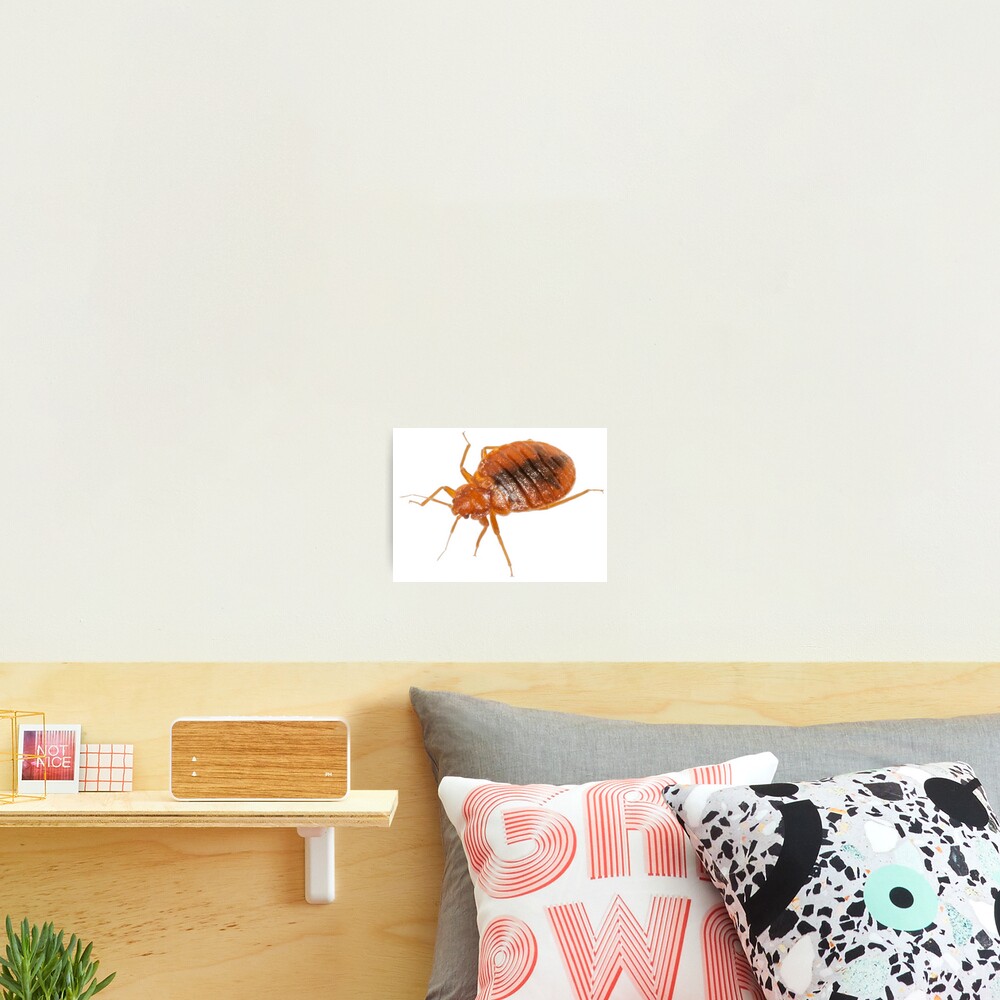 Item preview, Photographic Print designed and sold by Insectland.