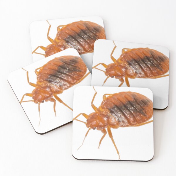 Item preview, Chinche designed and sold by Insectland.