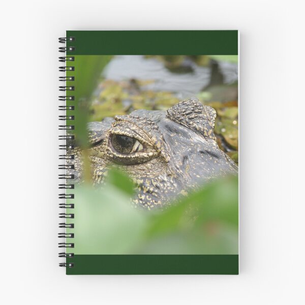 Item preview, Caiman designed and sold by Yves Roumazeilles (Wild Focus).