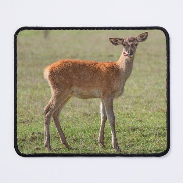 Item preview, Young deer grazing in a meadow in autumn designed and sold by AlbertMi.