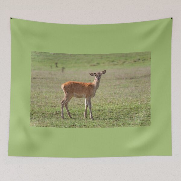 Item preview, Young deer grazing in a meadow in autumn designed and sold by AlbertMi.
