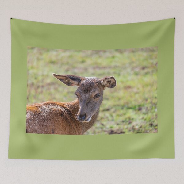 Item preview, Young deer grazing in a meadow in autumn designed and sold by AlbertMi.