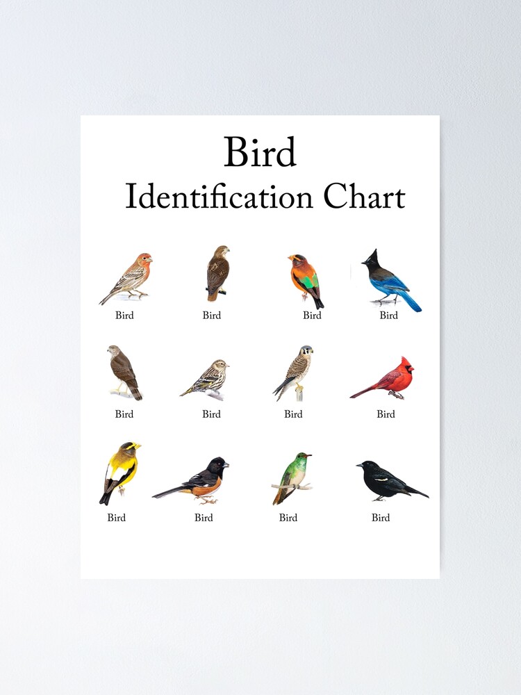 Birds Chart for Kids