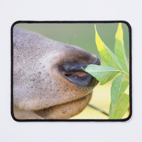 Item preview, Young deer grazing in a meadow in autumn designed and sold by AlbertMi.