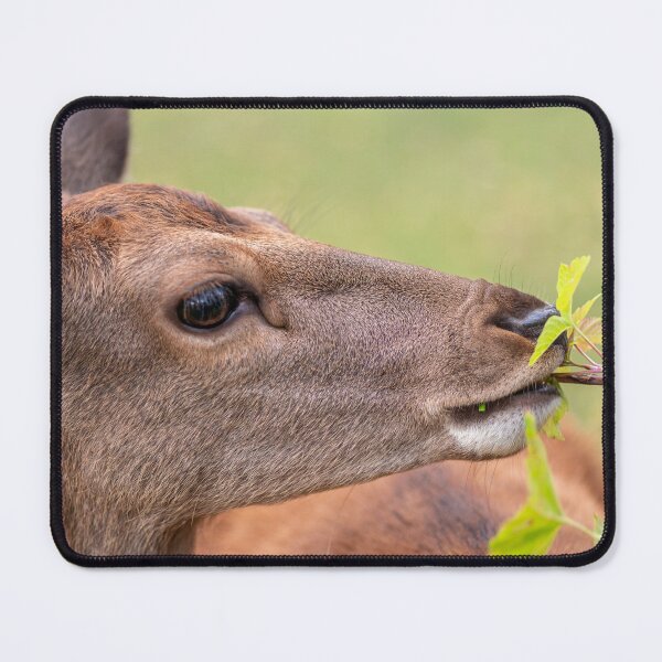 Item preview, Young deer grazing in a meadow in autumn designed and sold by AlbertMi.