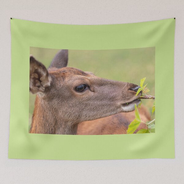 Item preview, Young deer grazing in a meadow in autumn designed and sold by AlbertMi.