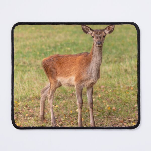 Item preview, Young deer grazing in a meadow in autumn designed and sold by AlbertMi.
