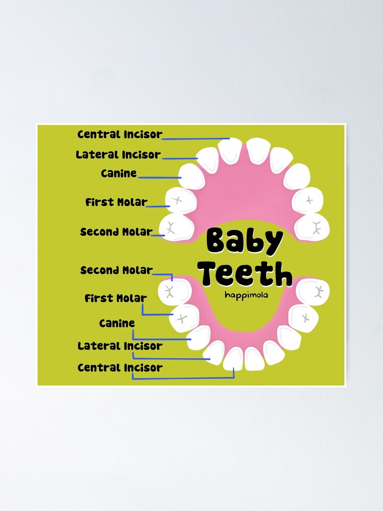 "Baby Teeth names illustration for Dentists, Hygienists, Dental