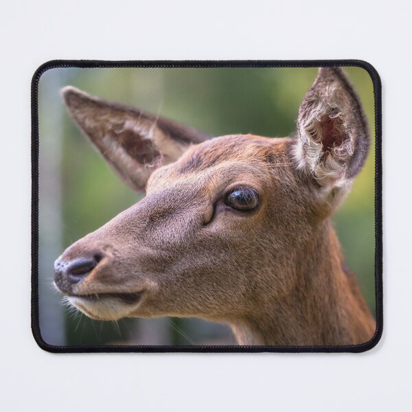 Item preview, Young deer grazing in a meadow in autumn designed and sold by AlbertMi.
