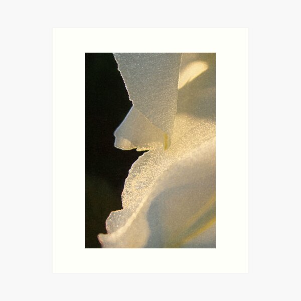 Aperçu de l'œuvre Moonflower créée et vendue par Victoria Jostes.