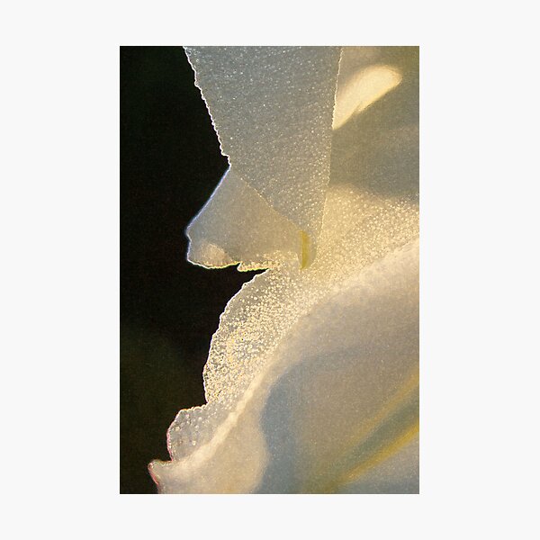Aperçu de l'œuvre Moonflower créée et vendue par Victoria Jostes.