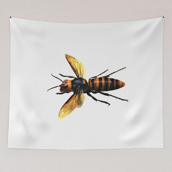 Item preview, Japanese Murder Hornet Queen, Vespa mandarinia japonica designed and sold by bromsbugbox.