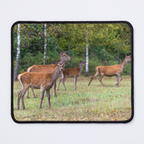 Item preview, Young deer grazing in a meadow in autumn designed and sold by AlbertMi.