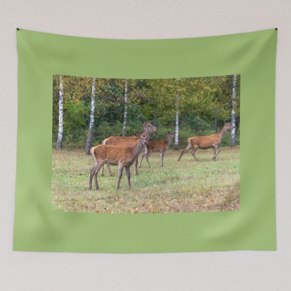 Item preview, Young deer grazing in a meadow in autumn designed and sold by AlbertMi.