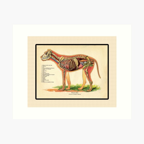 Skeleton of a Dog Vintage Canine Anatomy Print Antique Bones Skeleton Wall  Art Veterinarian and Doctor Gift 