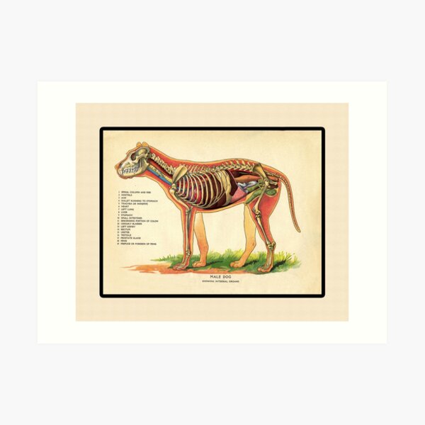 Vintage Veterinary School Dog Anatomy Chart Art Print