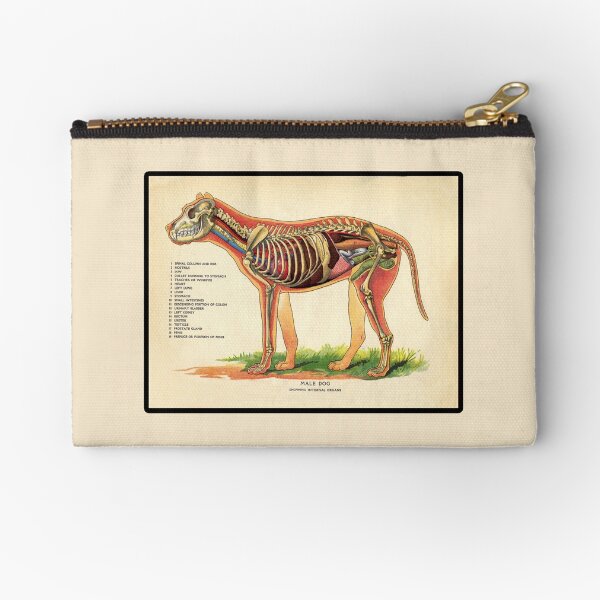 Vintage Veterinary School Dog Anatomy Chart Zipper Pouch