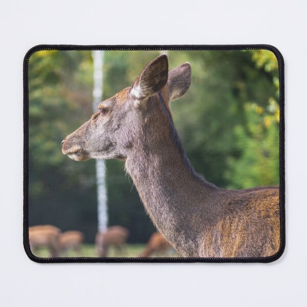 Item preview, Young deer grazing in a meadow in autumn designed and sold by AlbertMi.