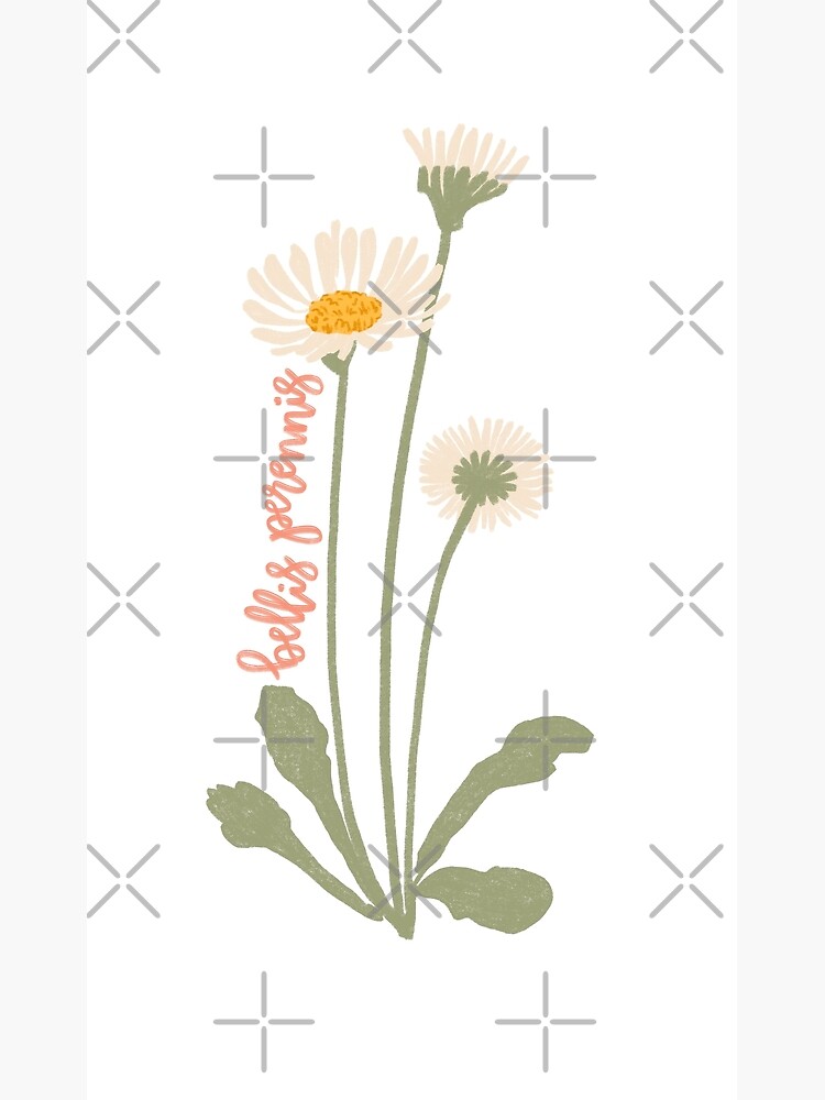 "Daisy Flower Illustration With Latin Name Bellis Perennis