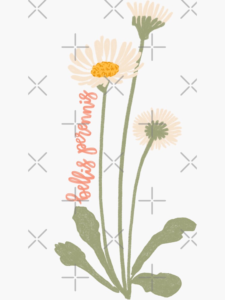 Sticker for Sale mit Gänseblümchen-Blumen-Illustration mit lateinischem  Namen Bellis Perennis von MissCassieBee