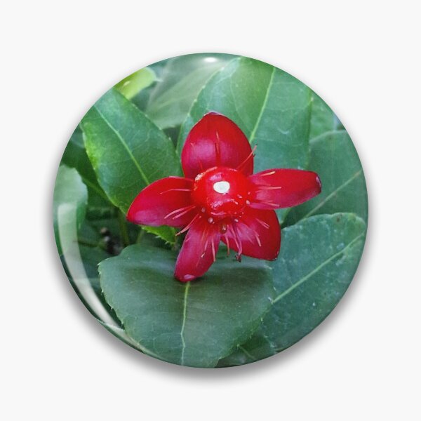 Item preview, nature, flora, flower, red, photography, bebicervin designed and sold by BebiCervin.
