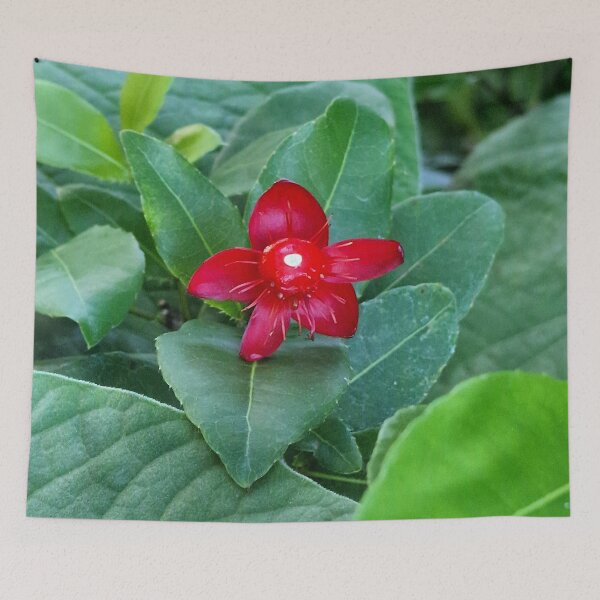Item preview, nature, flora, flower, red, photography, bebicervin designed and sold by BebiCervin.