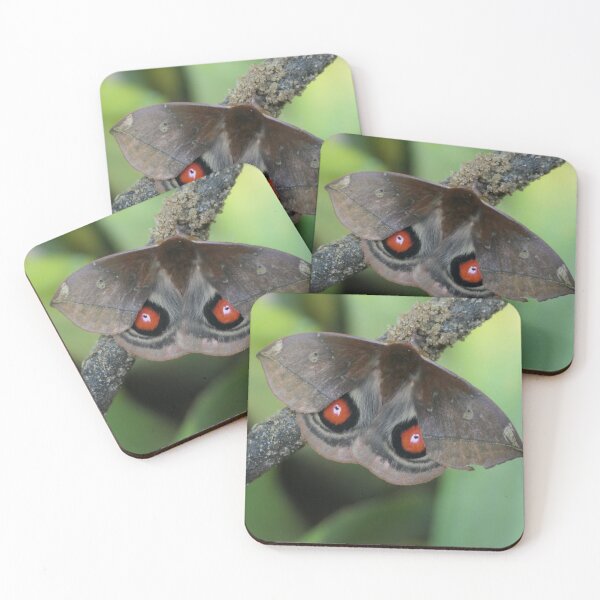Item preview, Gamelia anaplebs silkmoth / Brazil rainforest designed and sold by Entomologist.