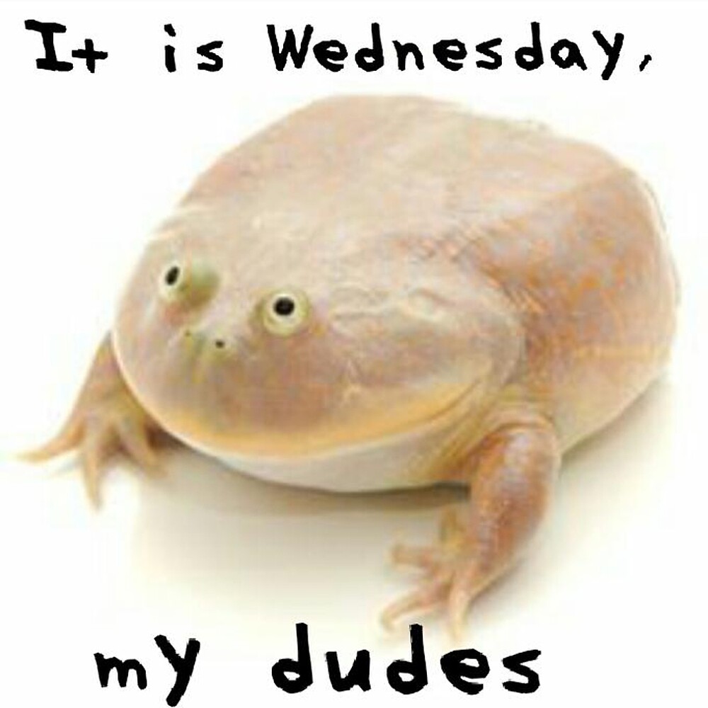 "It Is Wednesday My Dudes Meme Reddit Frog Me_IRL Me IRL MeIRL" by