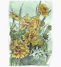 Bright and cheery Coreopsis Poster