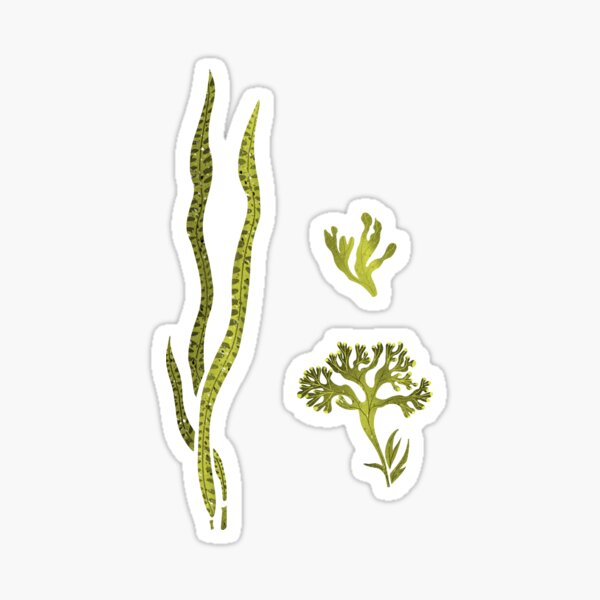 Item preview, Seaweed  designed and sold by cholowiz.